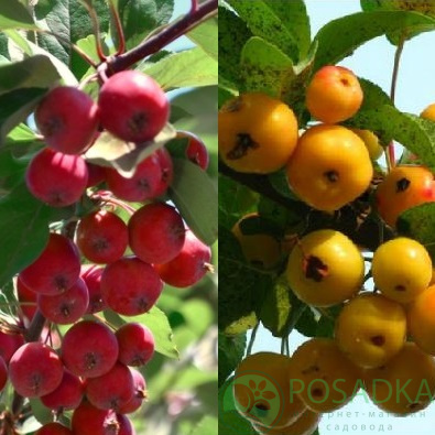 картинка Яблоня райская дерево сад (желтая + красная) 