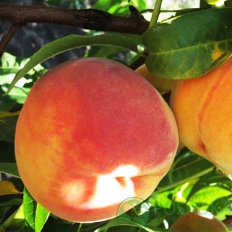 картинка Персик Саммер Гло Ловель 