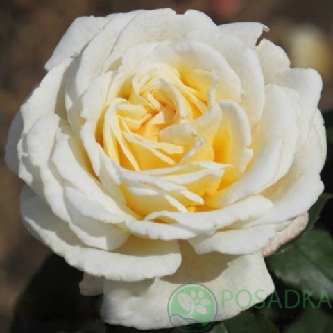 картинка Роза чайно-гибридная Мэри Бэри Роуз 