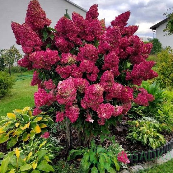 картинка Гортензия на штамбе Самарская Лидия 