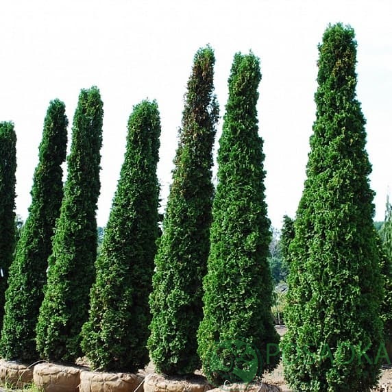 картинка Туя западная Дегрут Спайр 