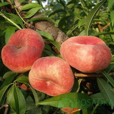 картинка Персик инжирный UFO-5 