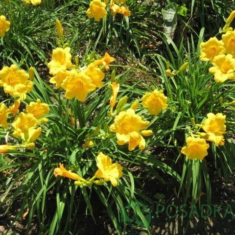 картинка Лилейник Stella de Oro 2л 