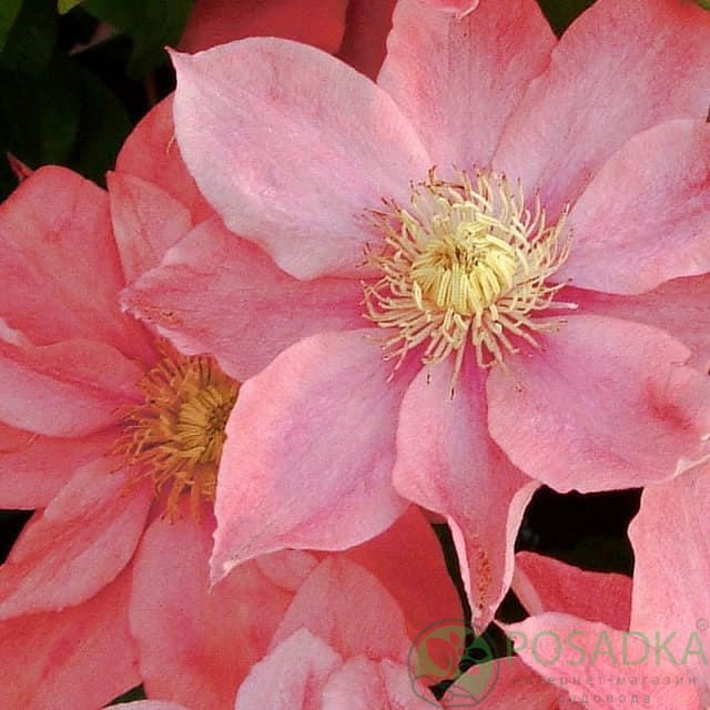 картинка Клематис Little Mermaid 