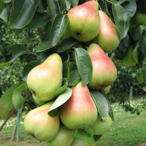 картинка Груша колоновидная Павловская  картинка Груша колоновидная Павловская