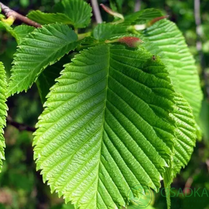 картинка Вяз шершавый (Ulmus glabra) 