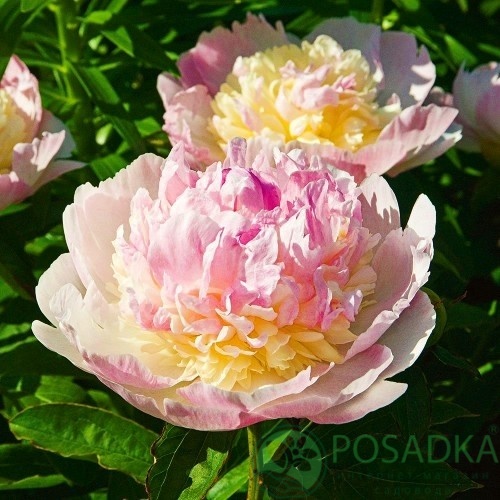 картинка Пион Raspberry Sundae 