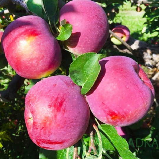 картинка Яблоня колоновидная КВ Ист-Молинг 