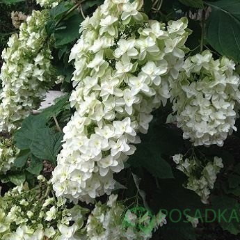 картинка Гортензия дуболистная Snow Giant 
