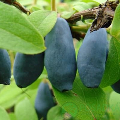 картинка Жимолость съедобная Медведица 