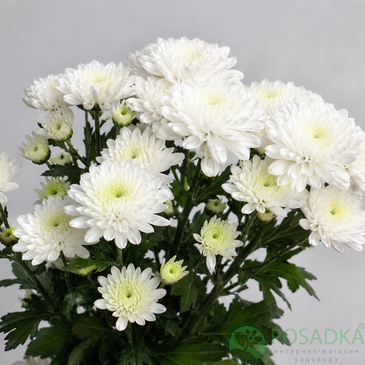 картинка Хризантема Euro White (контейнер С3) 