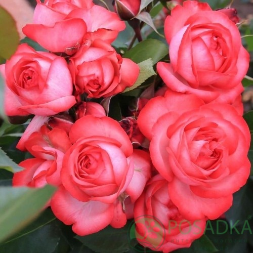 картинка Роза плетистая Антик 89 