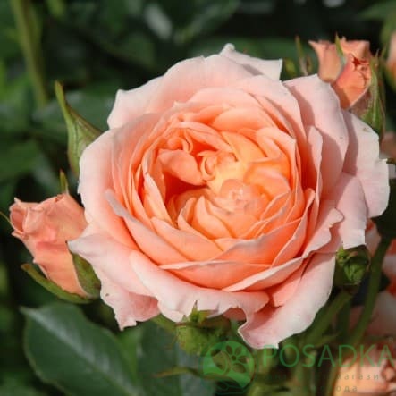 картинка Роза почвопокровная Свит Дрим 