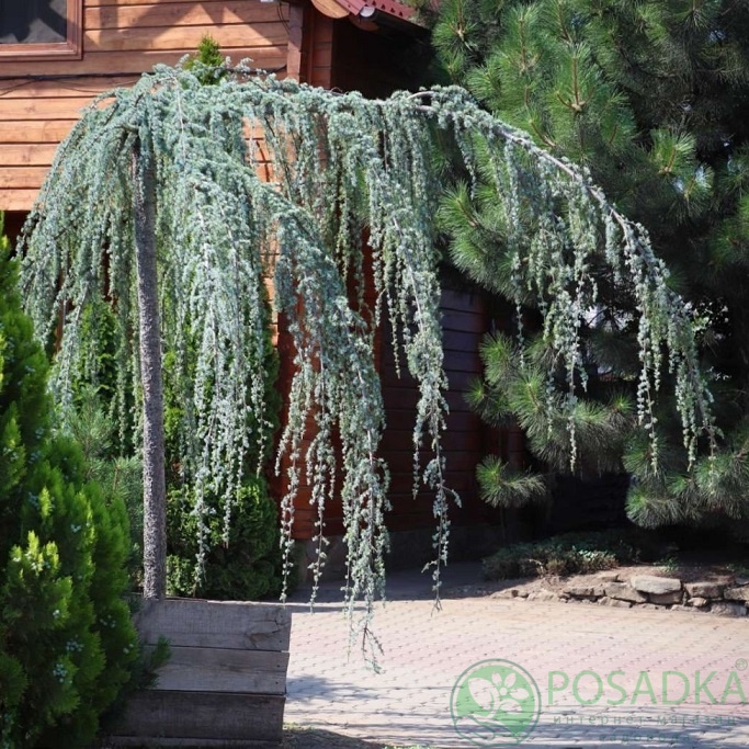картинка Кедр атласский Глаука 
