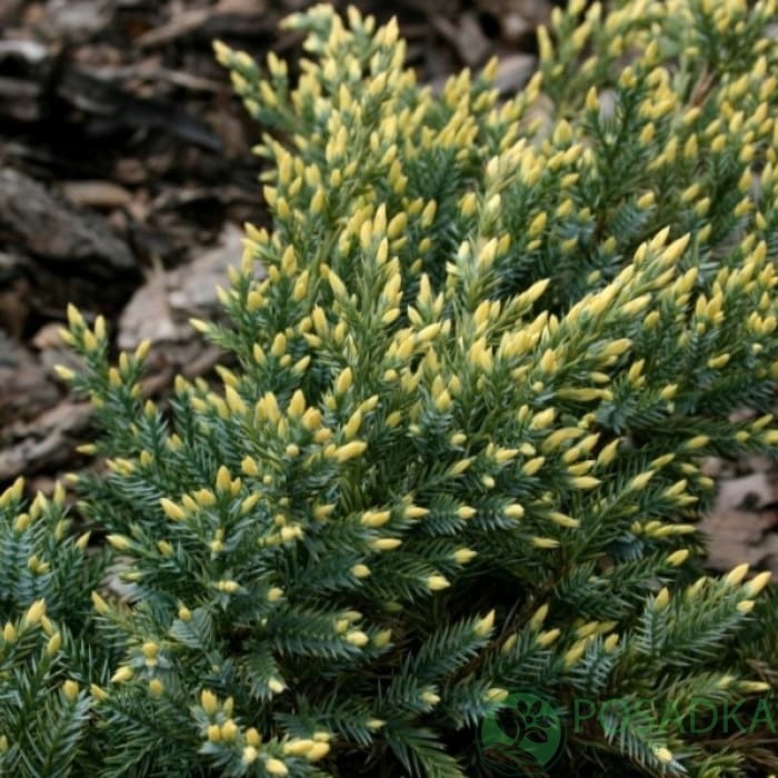 картинка Можжевельник чешуйчатый Дрим Джой 