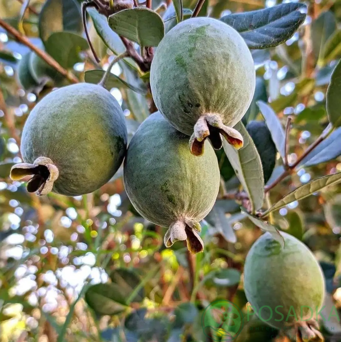 картинка Фейхоа Король Жоан 