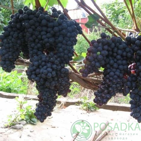 картинка Виноград Шахтёр 