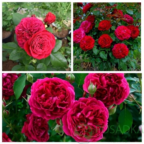 картинка Роза штамбовая (Мона Лиза, Вильям Шекспир) 