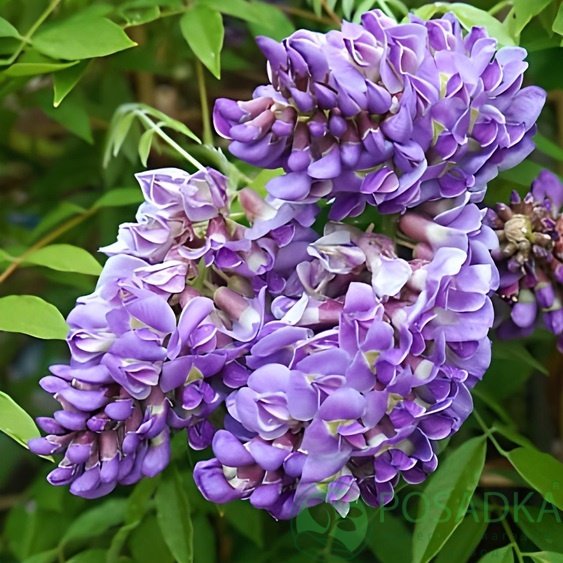 картинка Глициния Longwood Purple  картинка Глициния Longwood Purple