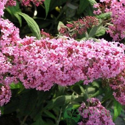 картинка Буддлея Давида Пинк Делайт (Pink Delight) 