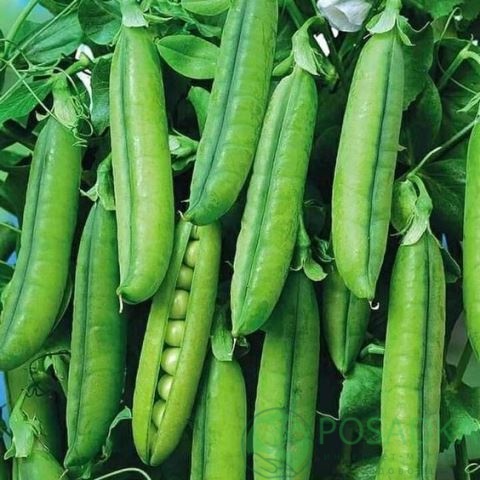 картинка Семена Горох Овощной Скинадо 20г, SeedEra картинка Семена Горох Овощной Скинадо 20г, SeedEra