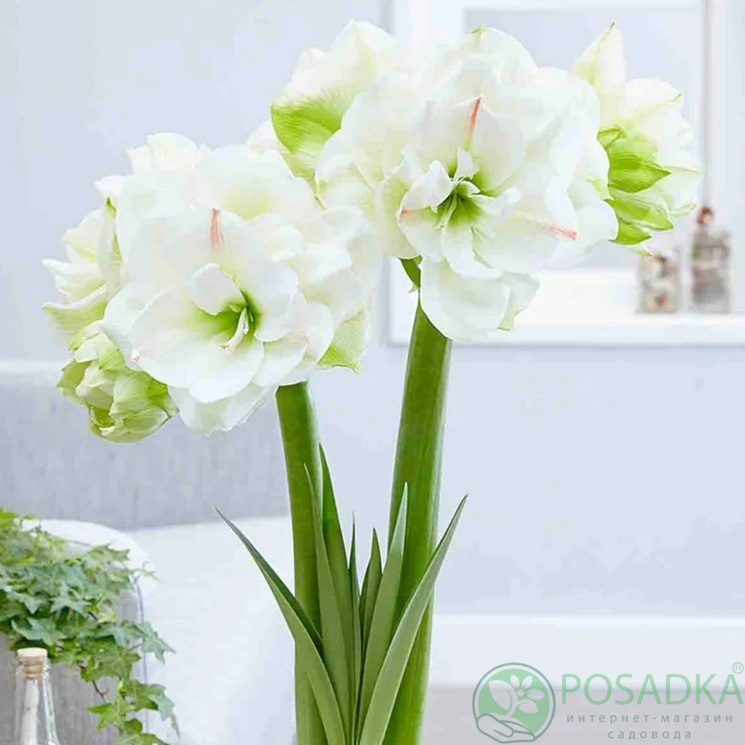 картинка Амариллис White Amadeus 
