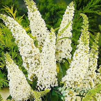 картинка Буддлея Давида 'White Profusion' 