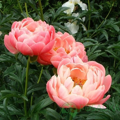 картинка Пион травянистый Coral Charm 