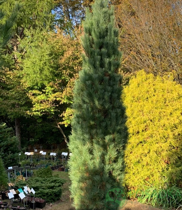 картинка Сосна веймутова Stowe Pillar  картинка Сосна веймутова Stowe Pillar