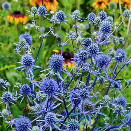 картинка Синеголовник плоский (Eryngium planum) 