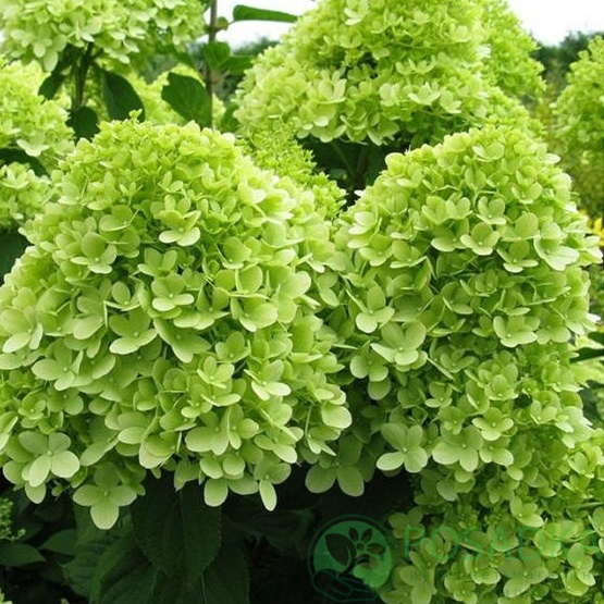 картинка Гортензия метельчатая Мохито (Mojito) 