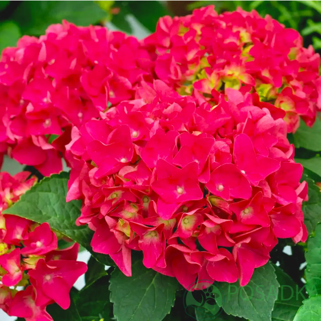 картинка Гортензия крупнолистная Hot Red (Хот Ред) 