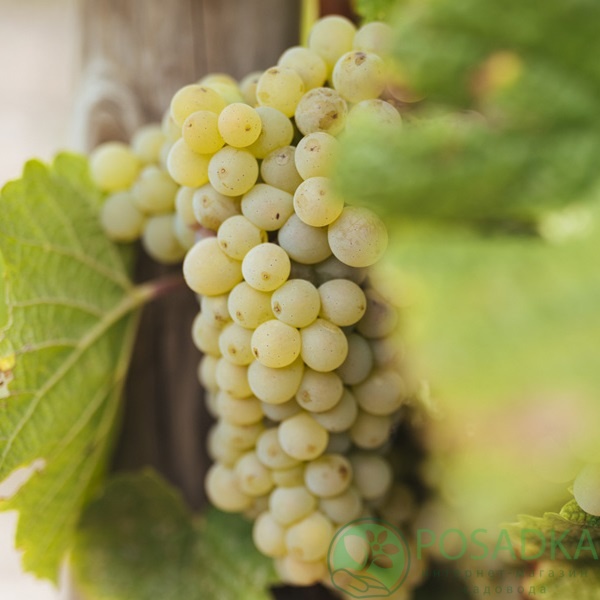 картинка Виноград Совиньон Блан (винный) 