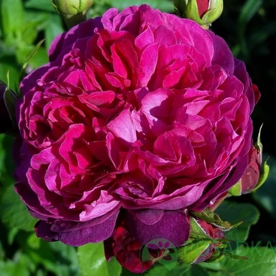 картинка Роза штамбовая Вильям Шекспир 