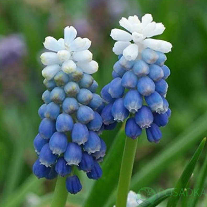 картинка Мускари Superstar  картинка Мускари Superstar