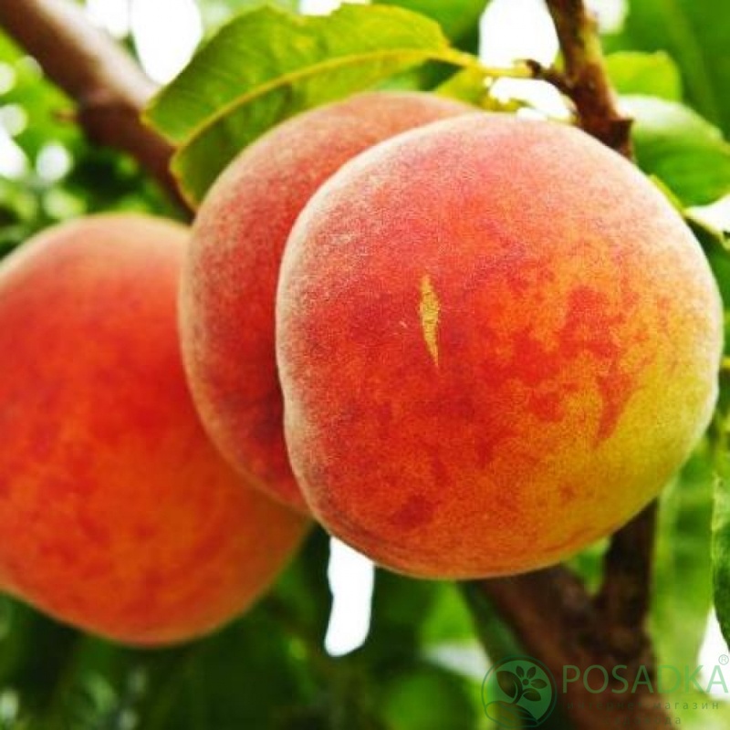картинка Персик колоновидный Штайнберг 