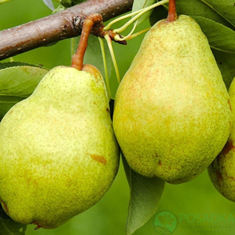 картинка Груша Богема 