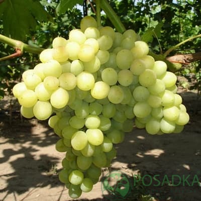 картинка Виноград кишмиш Коктейль 