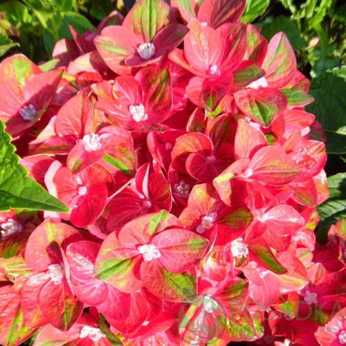 картинка Гортензия крупнолистная Rembrandt Rosso Glory 