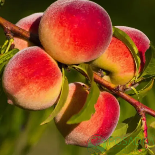 картинка Персик Золотая Москва 