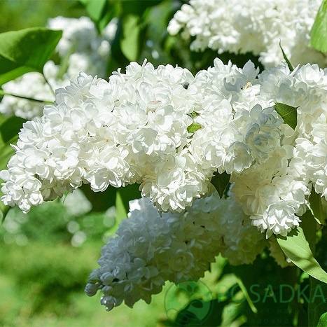 картинка Сирень обыкновенная Защитникам Бреста 