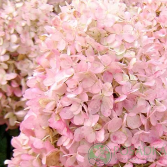 картинка Гортензия на штамбе Magical Sweet Summer 