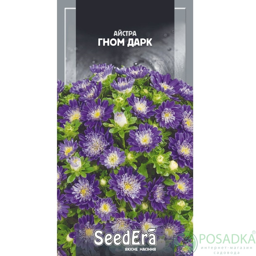 картинка Семена астра Низкорослая Гном Дарк 0,25г, SeedEra 