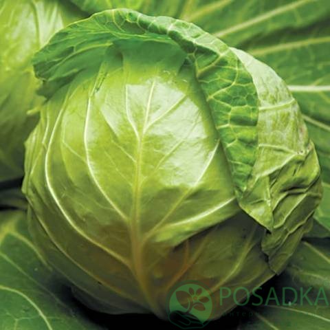 картинка Семена капуста белокочанная Каменная голова 0.5 г, SeedEra 