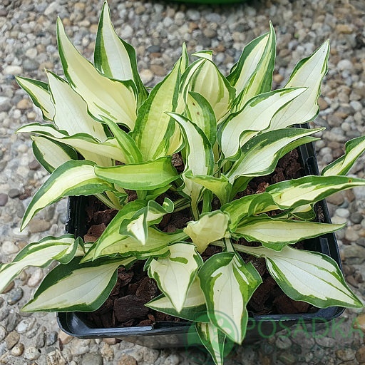 картинка Хоста Teeny Weeny Bikini 