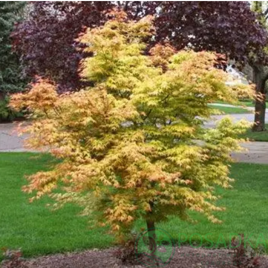 картинка Клен пальмолистный Katsura 7.5л 