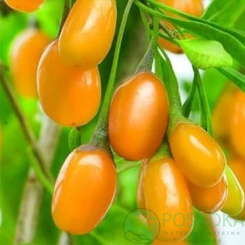 картинка Годжи желтый AMBER SWEET GOJI 