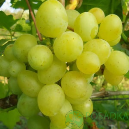 картинка Виноград Альбина 