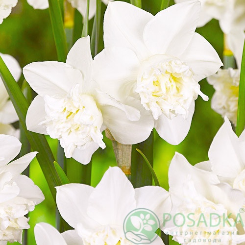 картинка Нарцисс White Marvel (3 шт) 