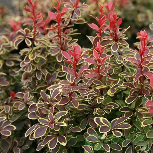 картинка Барбарис Тунберга Coronita 